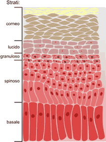 epidermide